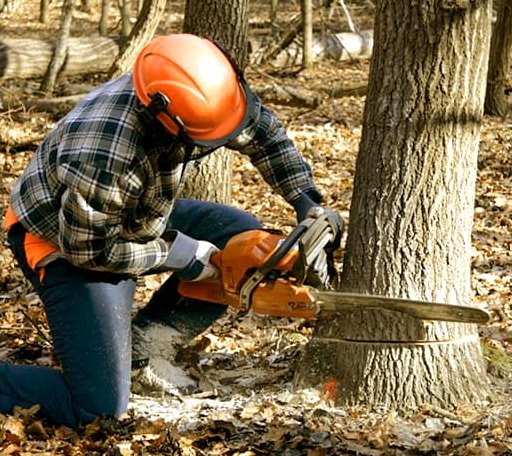 Tree Removal in Lebanon, KS
